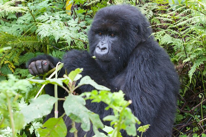 7 Days Uganda Birding and Wildlife - Day 3: The long transfer to Bwindi