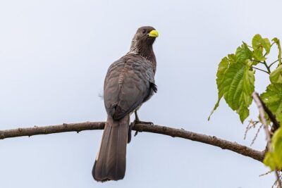 7 Days Uganda Birding and Wildlife