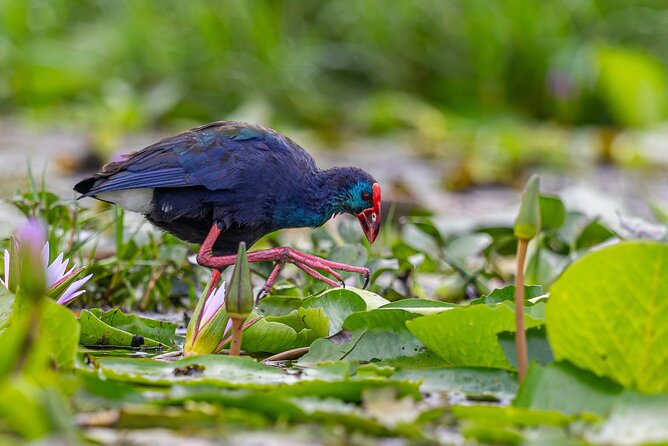 7 Days Uganda Birding and Wildlife - Day 4: Bwindi’s Albertine Rift specialties