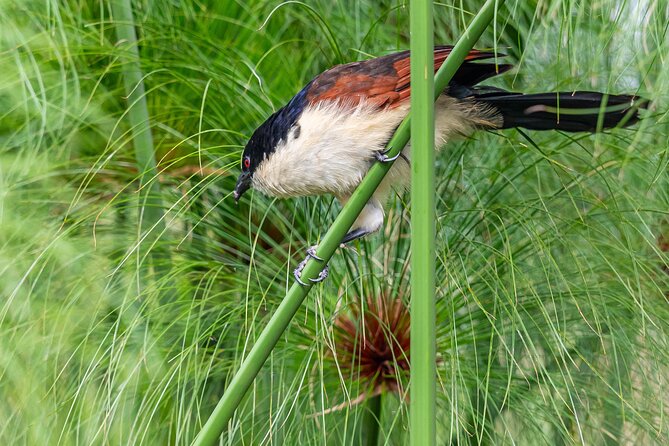 7 Days Uganda Birding and Wildlife - Day 5: Through Kanungu and into Ishasha