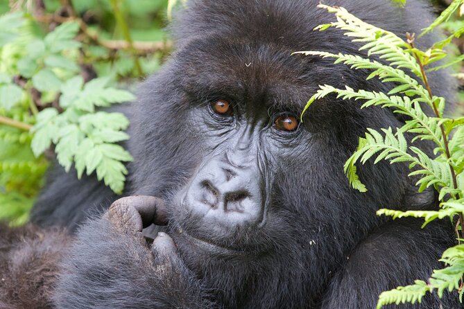 7 Days Uganda Birding and Wildlife - Day 6: Full game drive on the Kasenyi plains