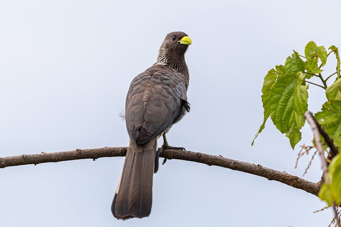 7 Days Uganda Birding and Wildlife - Day 2: Lake Mburo by boat, road, and night drive