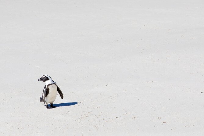 African Penguins (Boulders Beach) Half Day tour from Cape Town - Why this half-day tour works well in Cape Town
