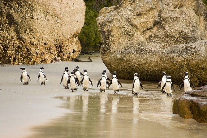 African Penguins (Boulders Beach) Half Day tour from Cape Town - Muizenberg Beach and False Bay