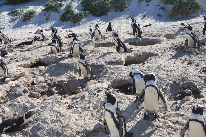 African Penguins (Boulders Beach) Half Day tour from Cape Town - Chapman’s Peak Drive brings the views