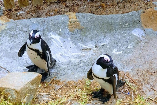 African Penguins (Boulders Beach) Half Day tour from Cape Town - Guides make the difference