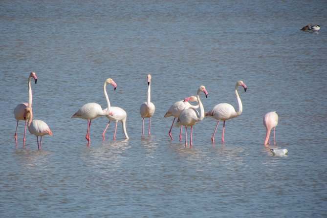 Afternoon birdwatching at Lagoa dos Salgados - Why Lagoa dos Salgados makes a good afternoon outing