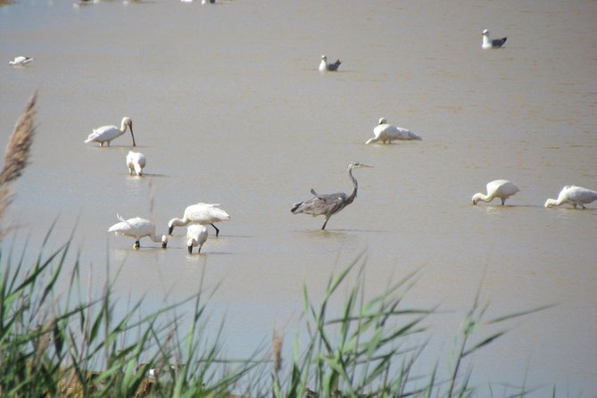 Afternoon birdwatching at Lagoa dos Salgados - What you can expect at Lagoa dos Salgados