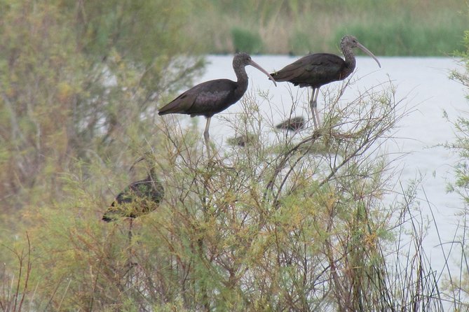Afternoon birdwatching at Lagoa dos Salgados - The species can make a short visit worthwhile