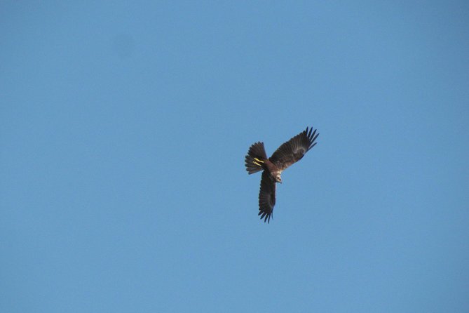 Afternoon birdwatching at Lagoa dos Salgados - Three hours is a useful middle ground