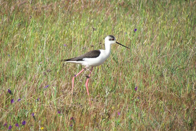 Afternoon birdwatching at Lagoa dos Salgados - A good choice for beginners, with enough substance for experts