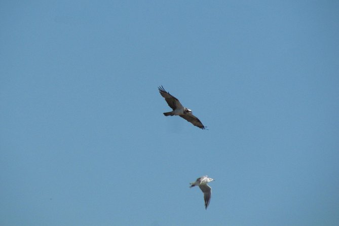 Afternoon birdwatching at Lagoa dos Salgados - Gui’s guiding style suits mixed experience levels