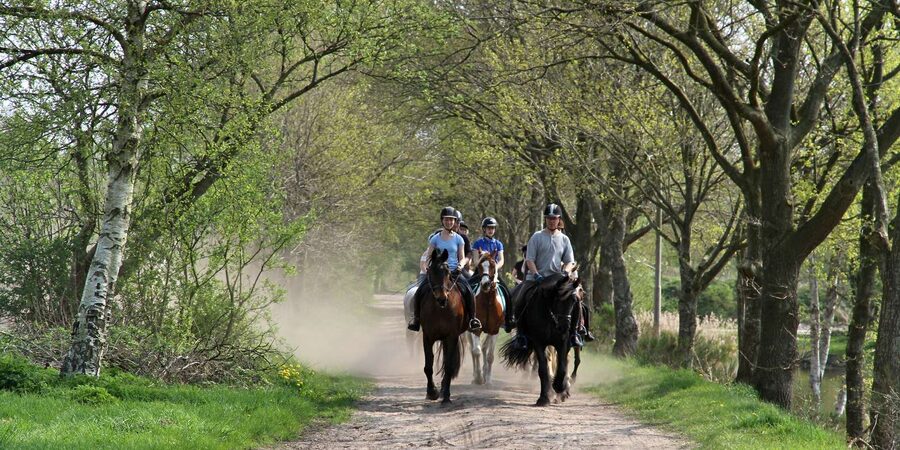Agadir 2hours Horse Riding visite the flamingo river - Horses, saddles, and rider comfort