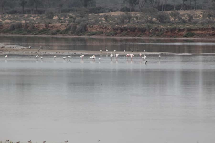 Agadir Camel Ride Flamingo River & BBQ Dinner - Reaching the Souss River and its flamingos