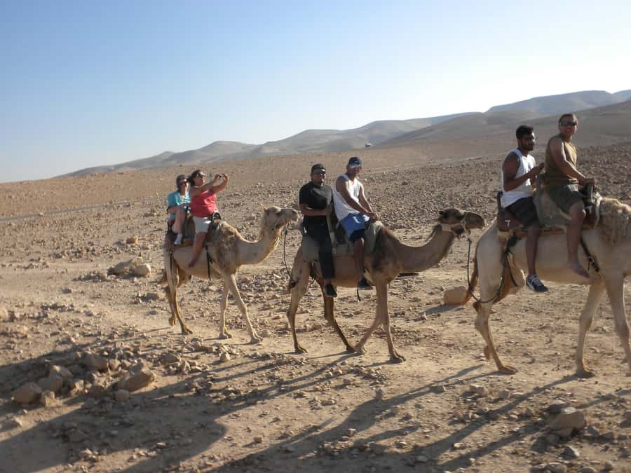 Agadir Camel Ride Flamingo River & BBQ Dinner - Who will enjoy this camel ride most?