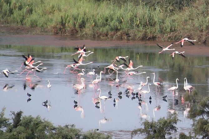 Agadir Camel Riding and flamingo river tour - The camel ride and the best moments for photographs