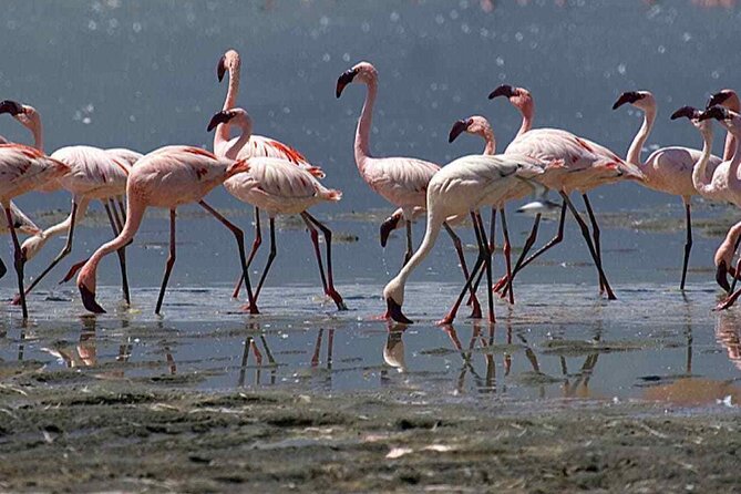 Agadir Camel Riding and flamingo river tour - Plage Agroud and the coastal part of the route
