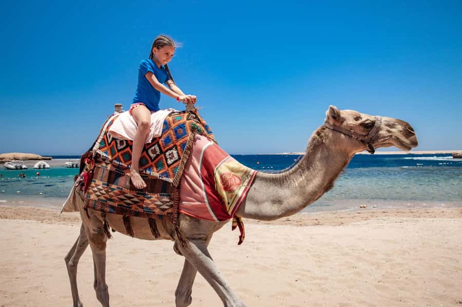 Agadir: Flamingo River Camel Ride with Optional BBQ Dinner - From Agadir hotel pickup to the camel ranch