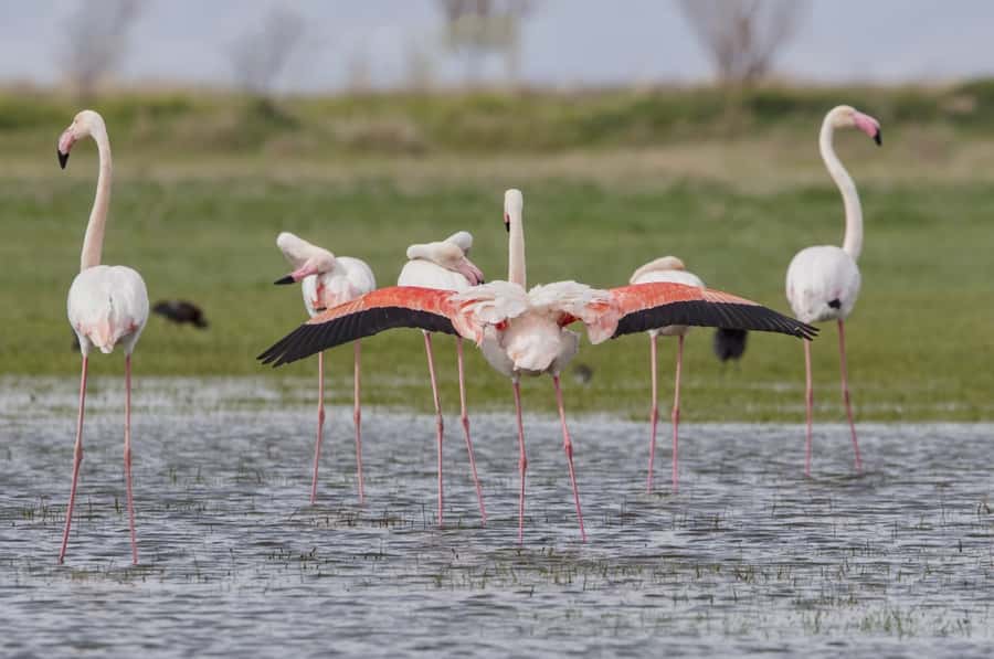 Agadir: Flamingo River Camel Ride with Optional BBQ Dinner - The eucalyptus forest and the open route