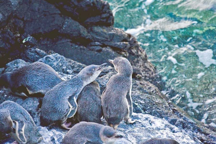 Akaroa: Pohatu Little Penguins 3-Hour Evening Experience - Key points before you book