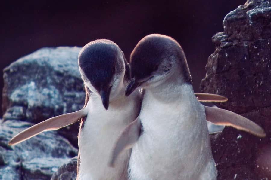 Akaroa: Pohatu Little Penguins 3-Hour Evening Experience - FAQ
