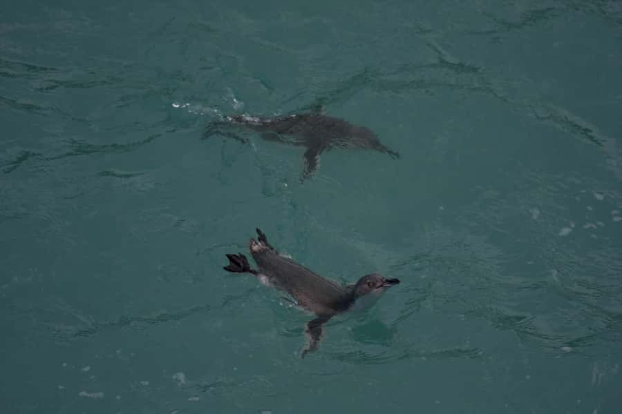 Akaroa: Pohatu Little Penguins 3-Hour Evening Experience - The ride from Akaroa to Pohatu Bay