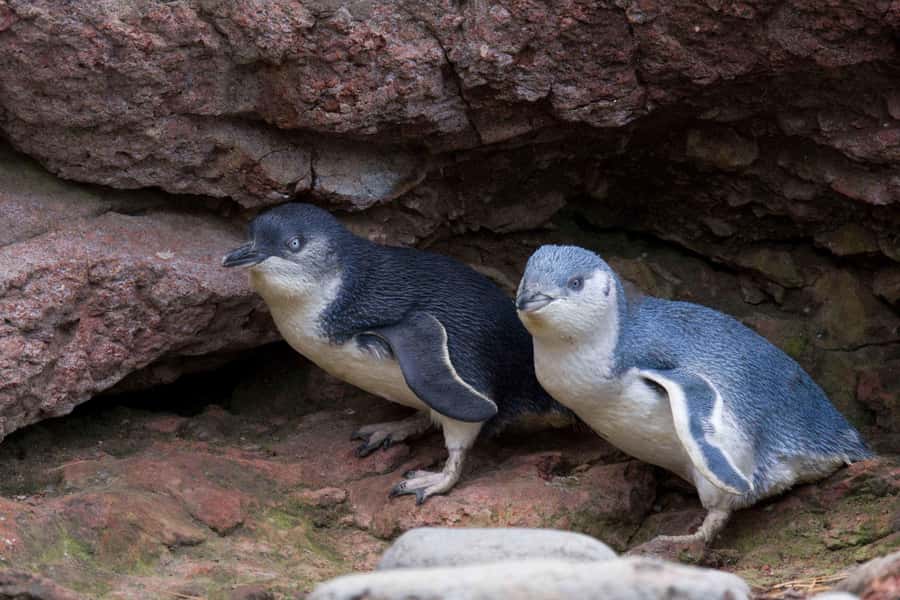 Akaroa: Pohatu Little Penguins 3-Hour Evening Experience - The white-flippered penguin story