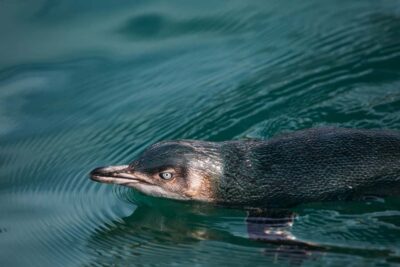 Pohatu Little Penguins 3-Hour Evening Experience