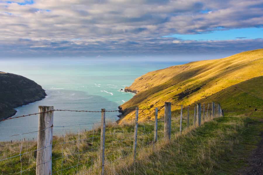 Akaroa: Pohatu Little Penguins 3-Hour Evening Experience - The guides make the evening work