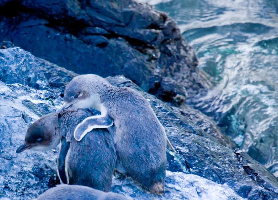 Akaroa: Pohatu Little Penguins 3-Hour Evening Experience - Walking, weather, and photography