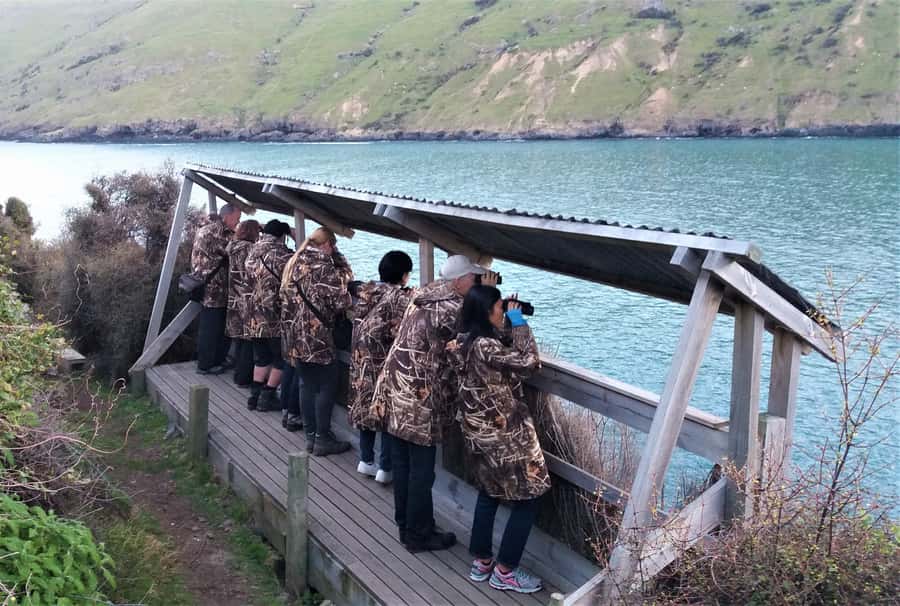 Akaroa: Pohatu Little Penguins 3-Hour Evening Experience - Is the $68 price good value?
