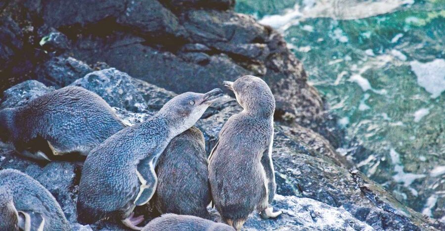 Akaroa: Pohatu Little Penguins 3-Hour Evening Experience - Who should book this experience?