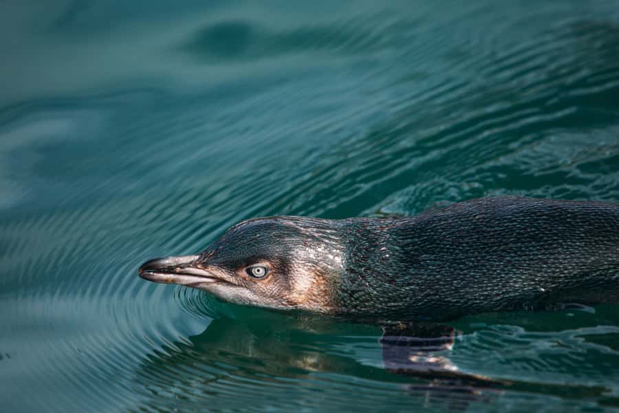 Akaroa: Pohatu Little Penguins 3-Hour Evening Experience - What happens at the penguin colony