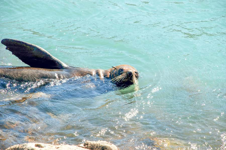 Akaroa: Pohatu Penguins Scenic Nature 2-Hour or 4-Hour Tour - Five things to know before you go