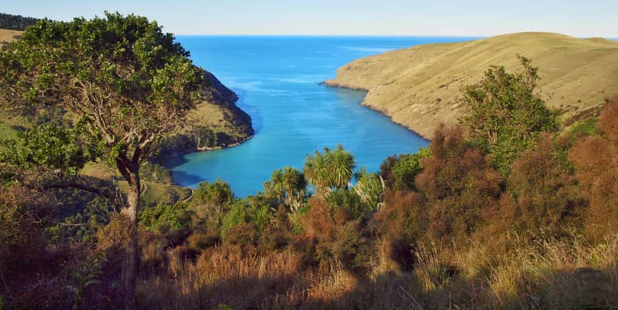 Akaroa: Pohatu Penguins Scenic Nature 2-Hour or 4-Hour Tour - Who should book this Akaroa outing?