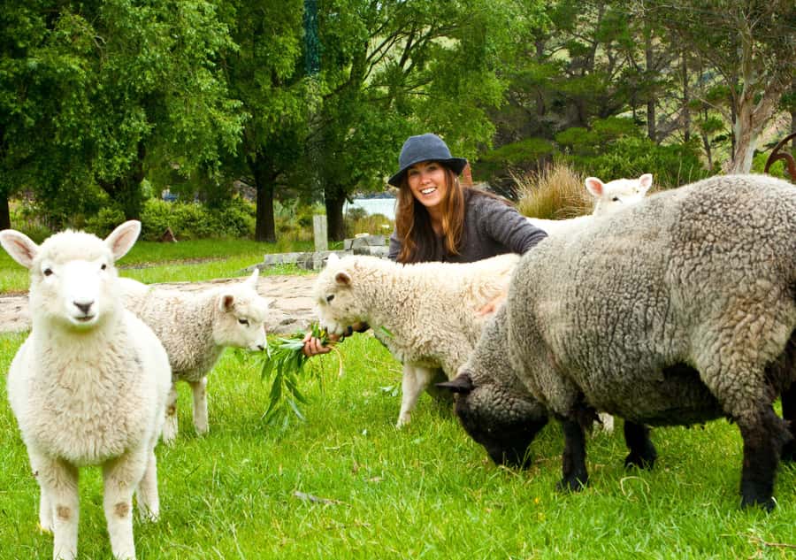 Akaroa: Pohatu Penguins Scenic Nature 2-Hour or 4-Hour Tour - Meeting the sheep at a working farm