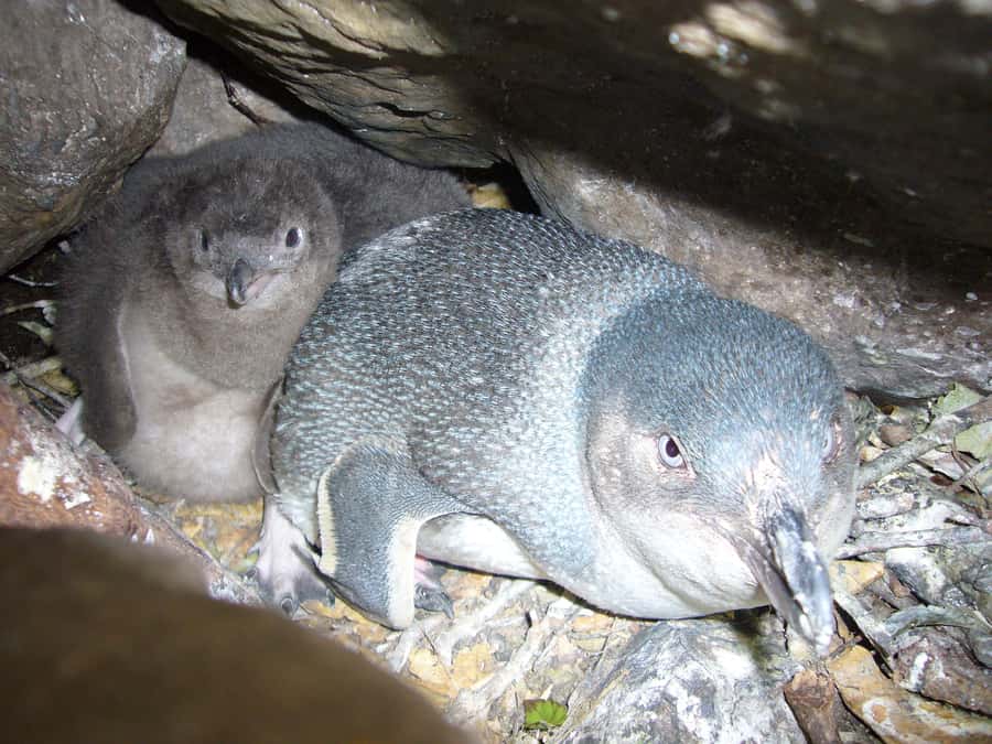 Akaroa: Pohatu Penguins Scenic Nature 2-Hour or 4-Hour Tour - Understanding Pohatu’s little penguin program