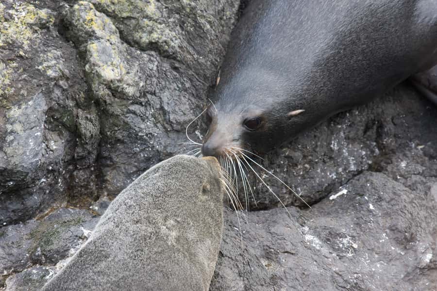 Akaroa: Pohatu Penguins Scenic Nature 2-Hour or 4-Hour Tour - Fur seals, native wildlife, and the outer coast