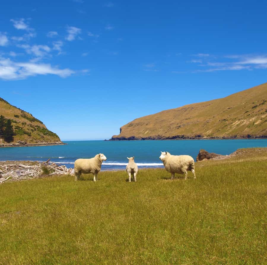Akaroa: Pohatu Penguins Scenic Nature 2-Hour or 4-Hour Tour - Guides who make the trip personal