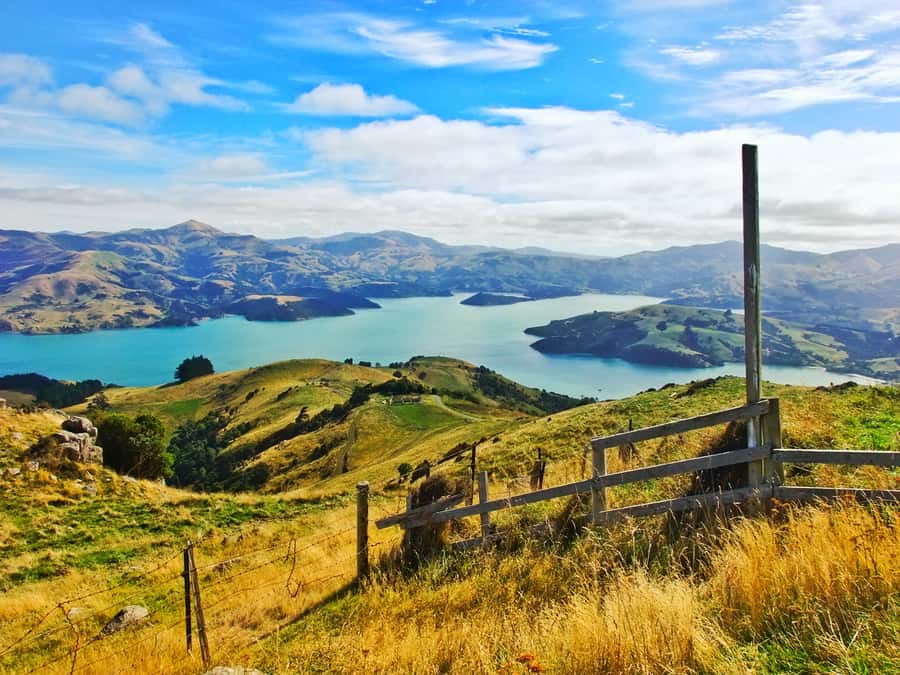 Akaroa: Pohatu Penguins Scenic Nature 2-Hour or 4-Hour Tour - Is $56 good value?
