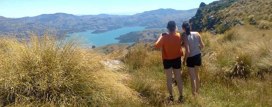 Akaroa: Pohatu Penguins Scenic Nature 2-Hour or 4-Hour Tour - The 700-meter lookout above Akaroa Harbor