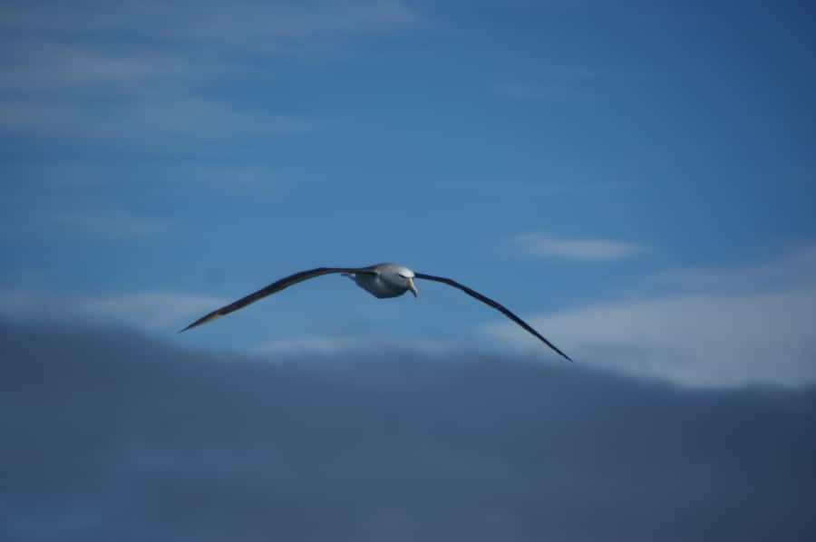 Akaroa: Wildlife Cruise with Dolphins and Penguins - Why Akaroa Harbour Makes a Fine Sailing Ground