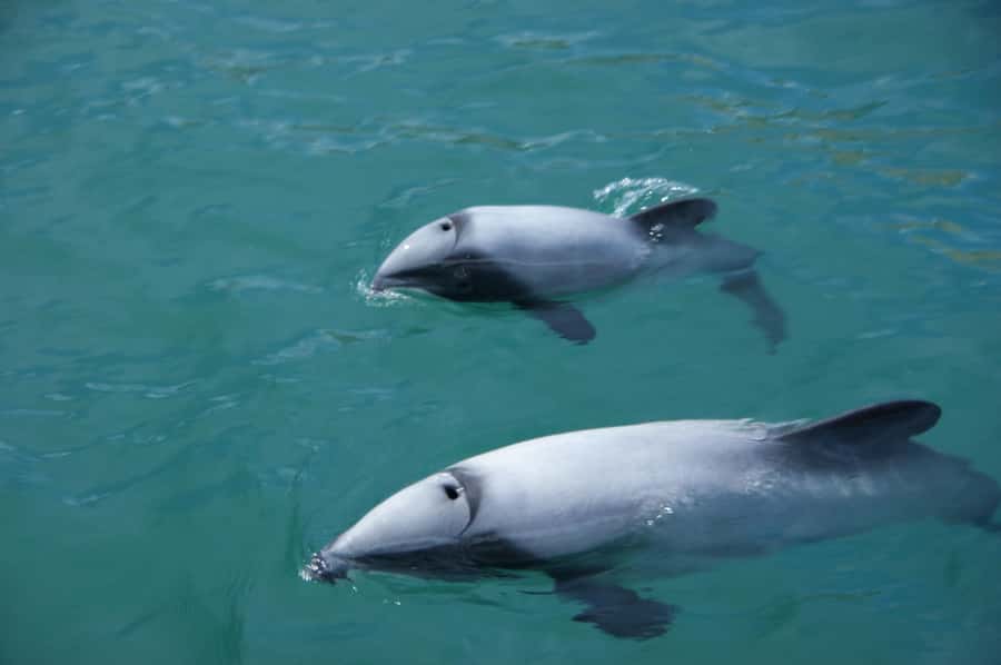 Akaroa: Wildlife Cruise with Dolphins and Penguins - Meeting the Fox II at Daly’s Wharf