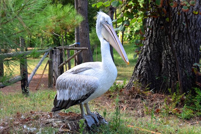 Albania Birdwatching, Kayaking, Bicycle National Park Divjaka Karavasta(ARG) - Why Divjaka-Karavasta makes a good day trip