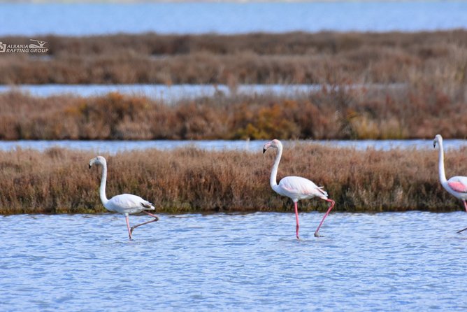 Albania Birdwatching, Kayaking, Bicycle National Park Divjaka Karavasta(ARG) - Two hours of kayaking on Karavasta Lagoon