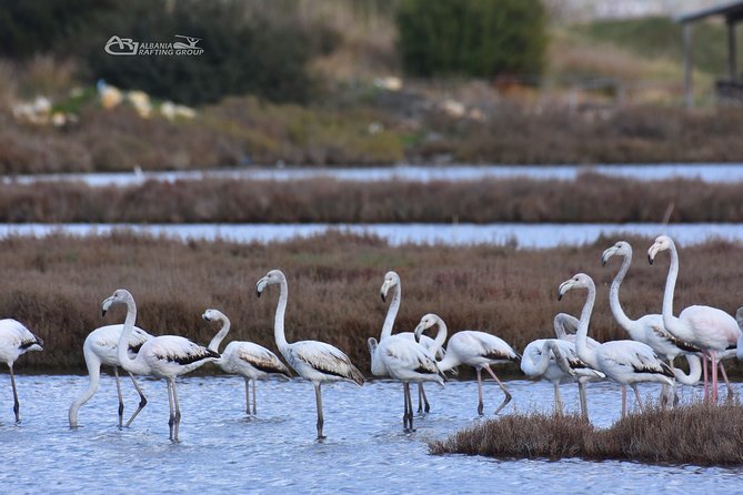 Albania Birdwatching, Kayaking, Bicycle National Park Divjaka Karavasta(ARG) - Birdwatching, pine forest, and the watchtower