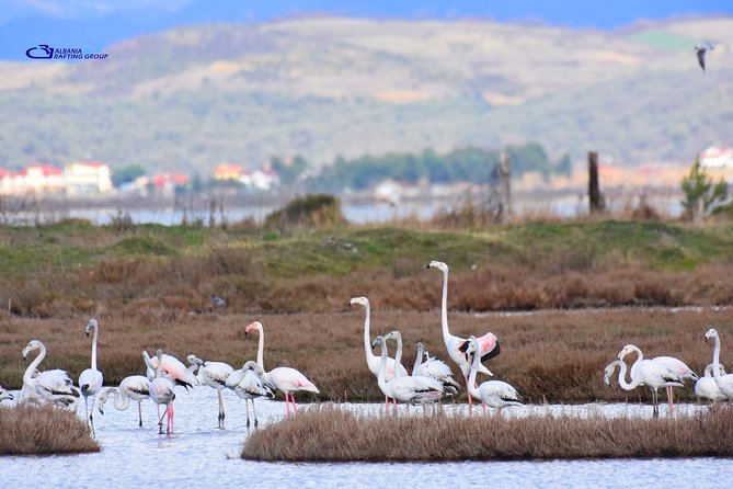 Albania Birdwatching, Kayaking, Bicycle National Park Divjaka Karavasta(ARG) - What the private format changes