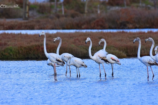 Albania Birdwatching, Kayaking, Bicycle National Park Divjaka Karavasta(ARG) - Value at $62.66 per person