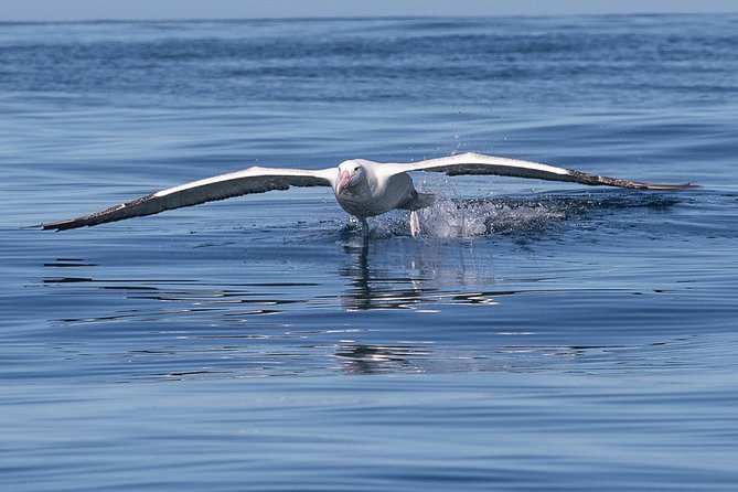 Albatross, seals, and sea birds-Wildlife Cruise - A short cruise with a big wildlife target
