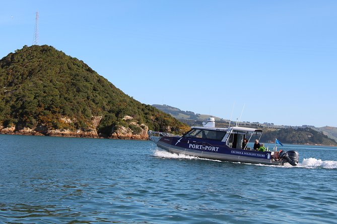 Albatross, seals, and sea birds-Wildlife Cruise - Taiaroa Head and the albatross search